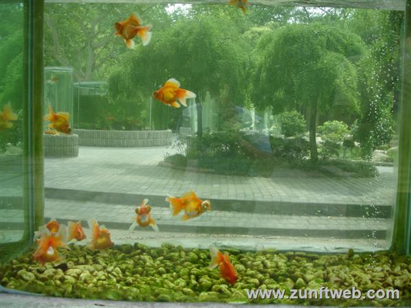 DSC04744-fische-zoo-shanghai