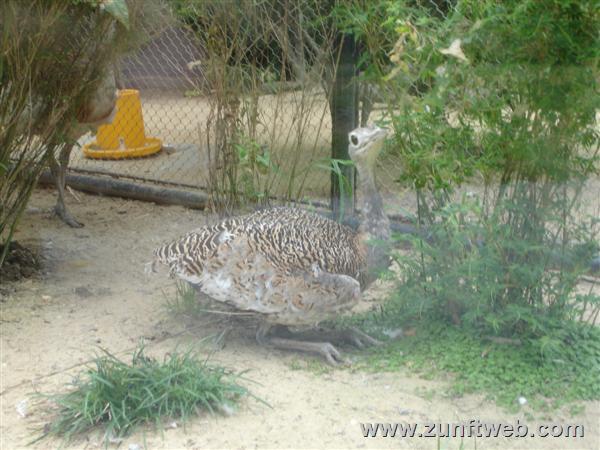 DSC04747-zoo-schanghai