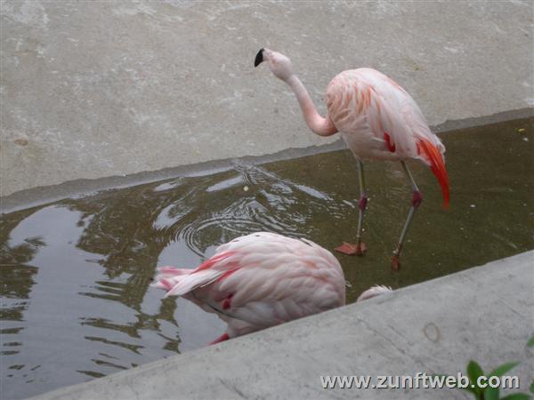 DSC04753-flamingo