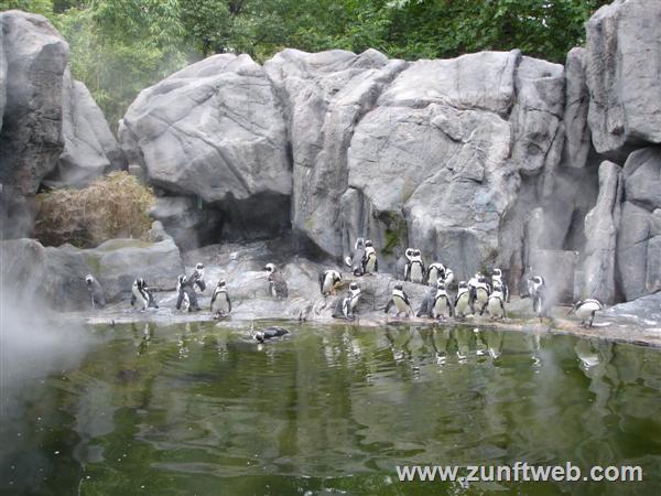 DSC04777-pinguine