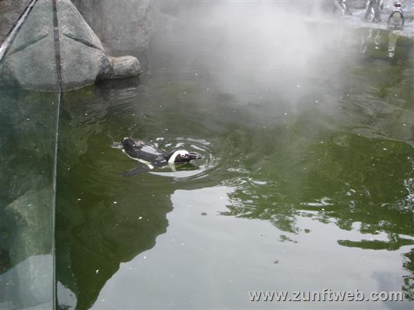DSC04778-schwimmender-pinguin