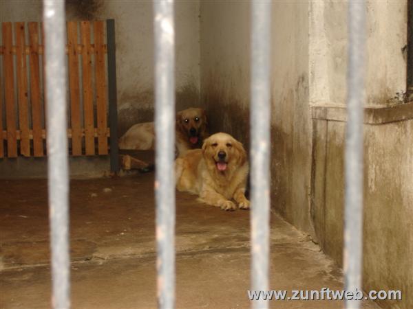 DSC04787-hund-im-zoo