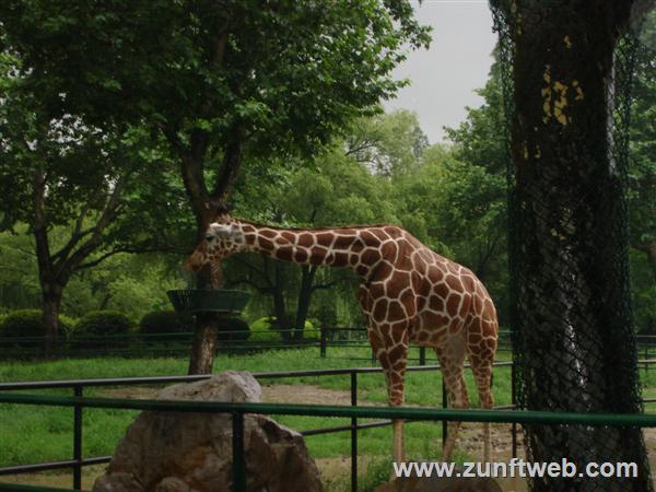 DSC04818-giraffe