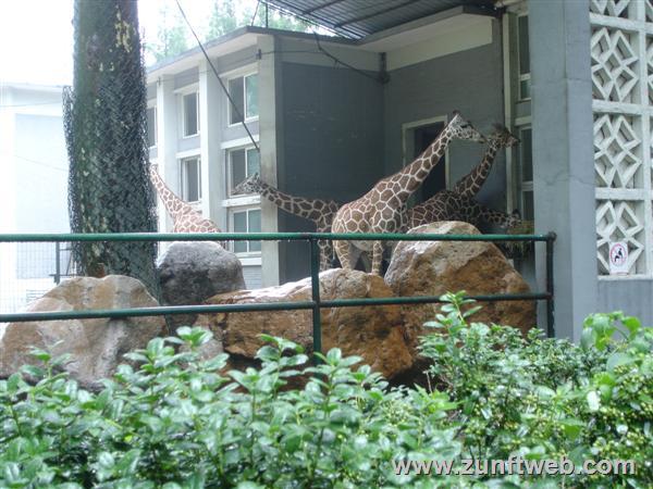 DSC04822-giraffe-zoo