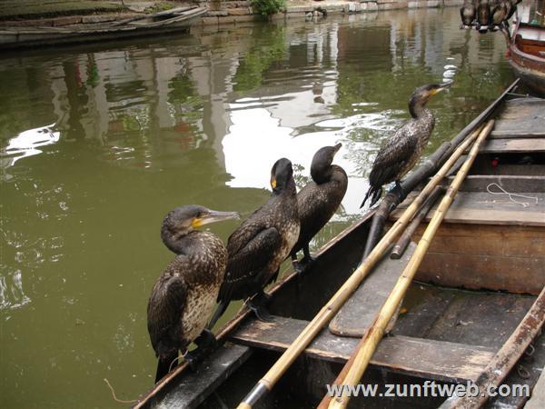 DSC04879-kormorane-zhouzhuang