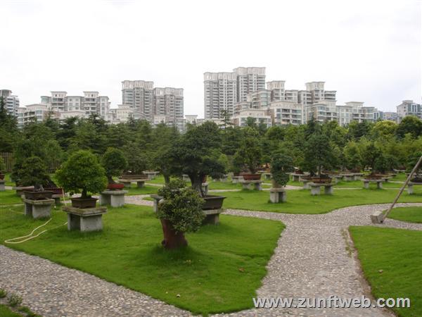 DSC05044-bonsai-park