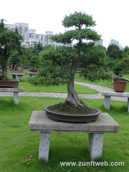 DSC05045-bonsai-shanghai