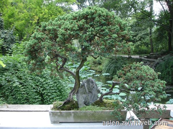 DSC07389-bonzai
