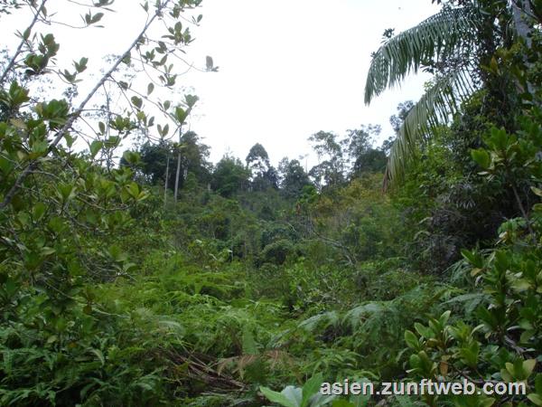 DSC08517_Dschungel_Sumatra