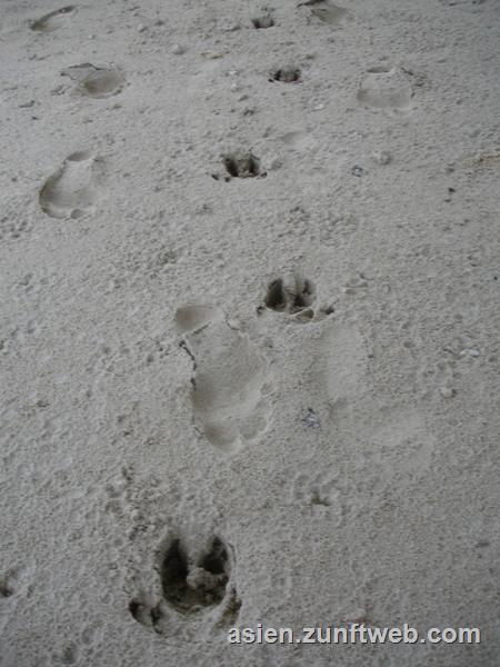 DSC08525_Wildschweinspuren_am_Strand