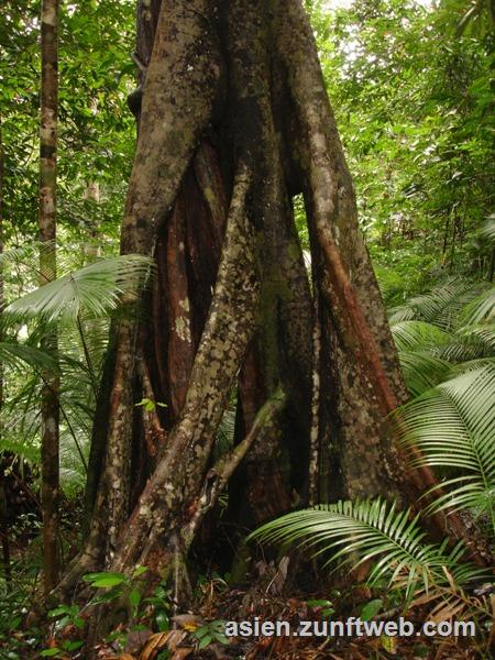 DSC08702_Baum_Dschungel_Indonesien