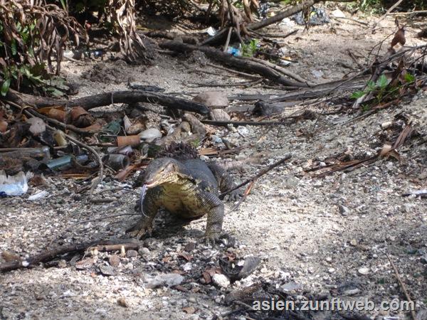 DSC08736_Monitor_Lizard_Indonesia