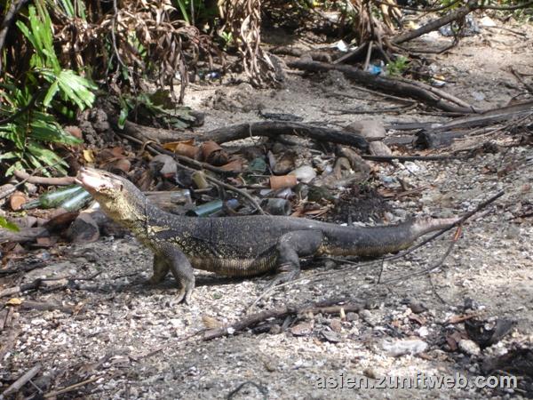 DSC08740_Monitor_Lizard_in_Nature