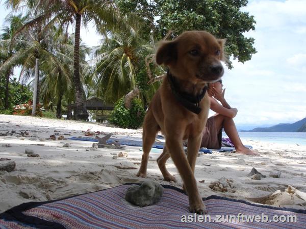 DSC08774_Hund_auf_Insel