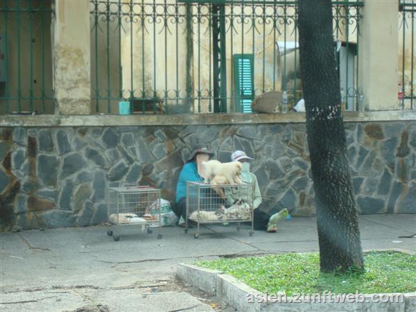 dsc00570_hunde_ho_chi__minh