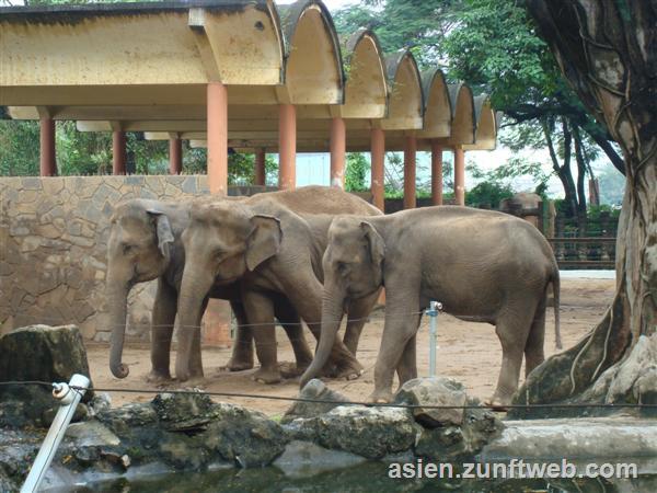 dsc00651_saigon_elefant