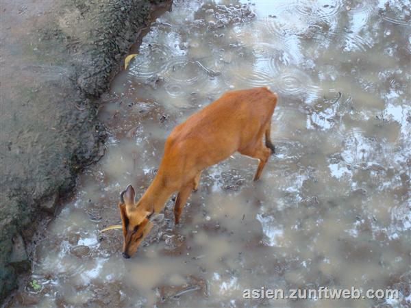 dsc00680_ho_chi_minh_zoo