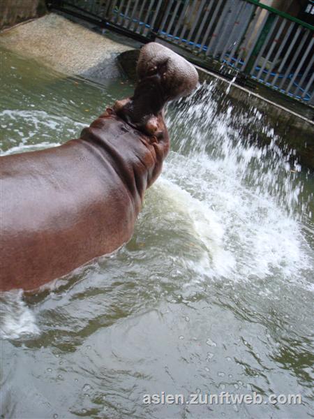 dsc00691_ho_chi_minh_zoo