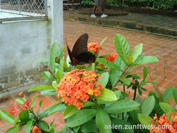 dsc00859_schmetterling_vietnam