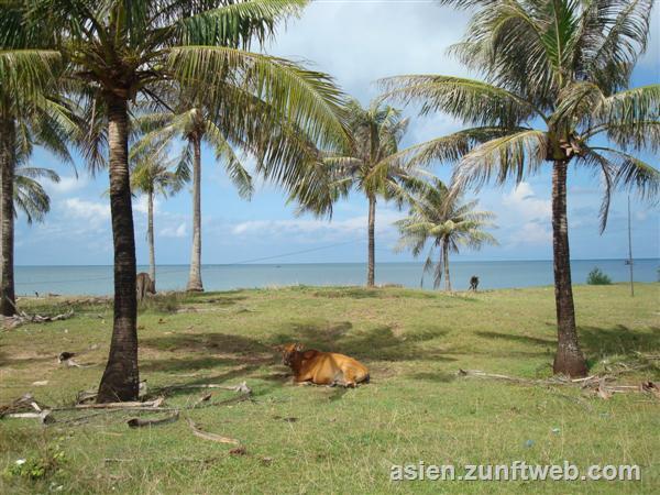 dsc01767-kuehe-am-strand