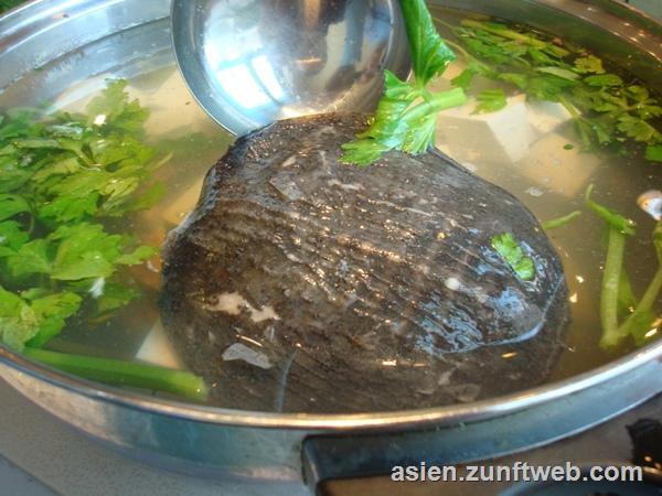 dsc09015_schildkroete_in_hot_pot