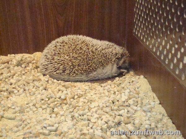 dsc09768_igel_taiwan