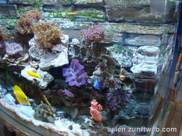 dsc09808_meerwasser_aquarium