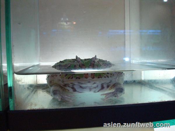 dsc09809_frosch_im_aquarium