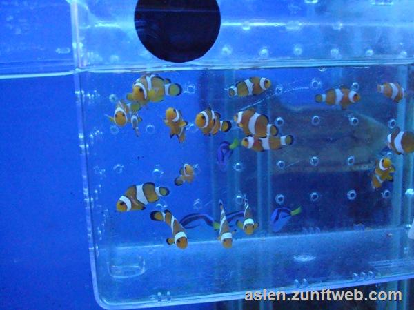 dsc09821_nemo_und_dori_im_aquarium