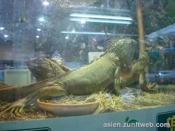 dsc09833_leguan_als_haustier