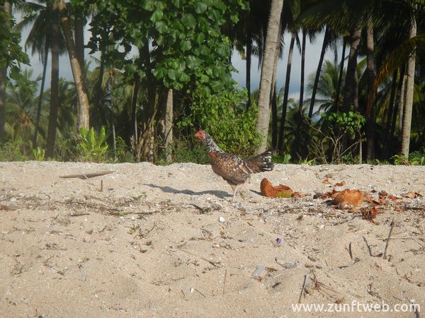 dscn0696_huhn-am-strand-lombok