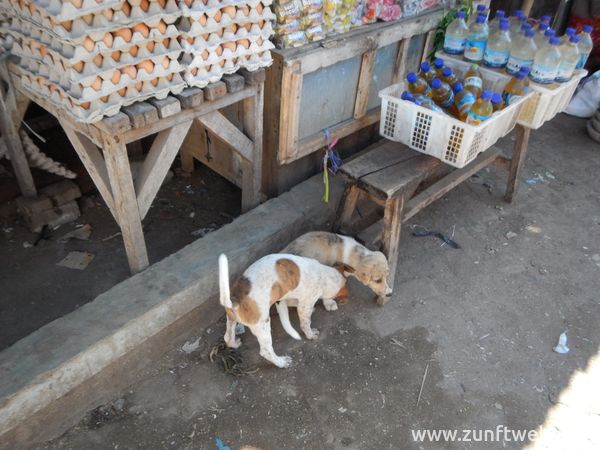 dscn1000_hunde_lombok