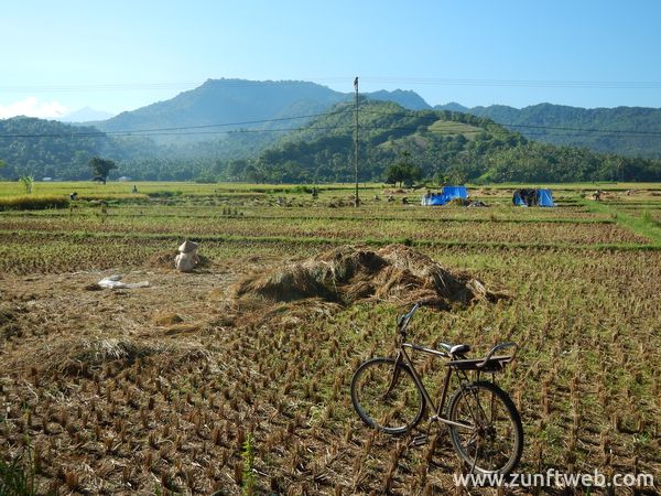 dscn1149_reisfeld_lombok