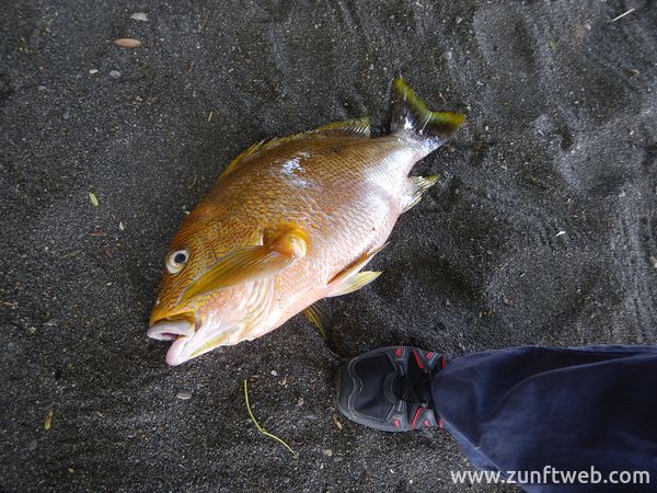 dscn1175_fang_frischer-fisch