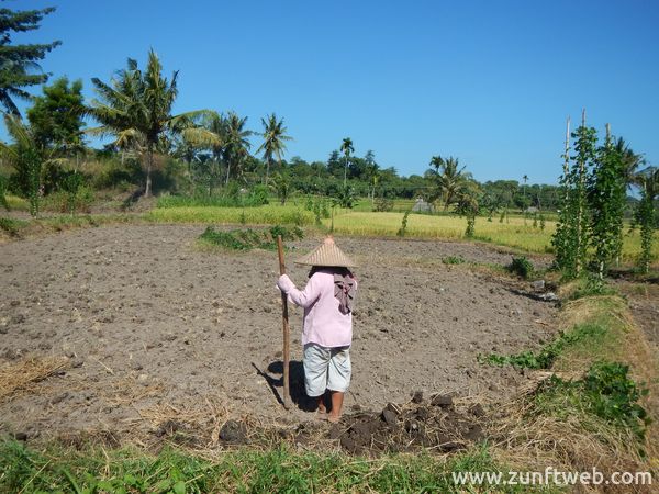 dscn1187_erdnuss_feld_lombok