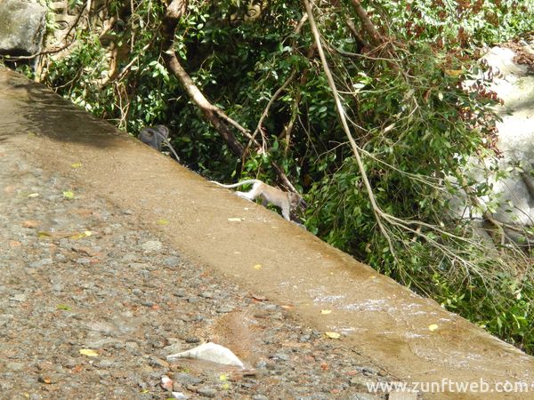 dscn1257_affen_wasserfall_lombok